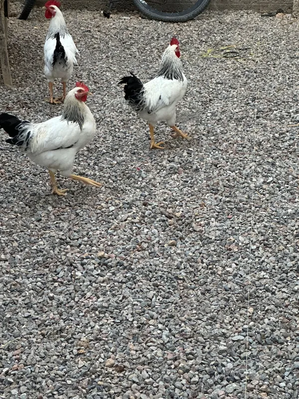 Adler tovuq va xorozlar sotiladi 7