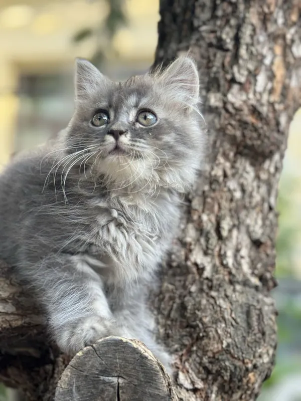 Кошка: шиншилла — фото 2