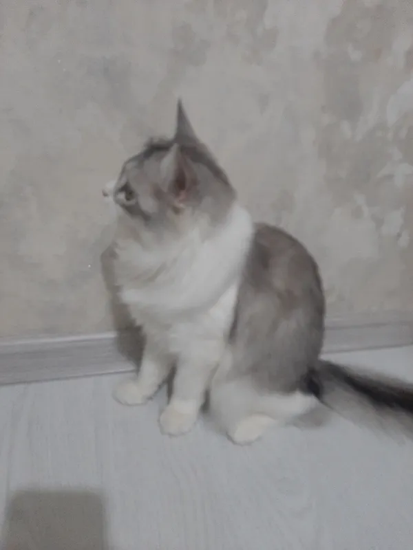 Дам кошку в хорошие руки