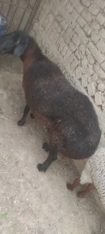 Qo'chqor va urg'ochi qo'y sotiladi — фото 4
