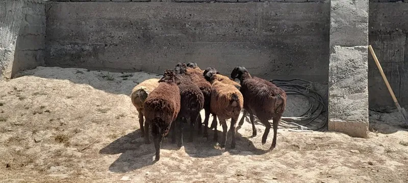 Qõchqorlar sotiladi 3 Qõchqorlar sotiladi 3