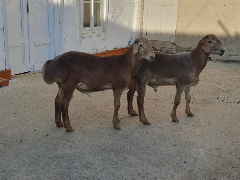 2ta Arashan zotli qo'chqor barralar sotiladi Shofirkonda