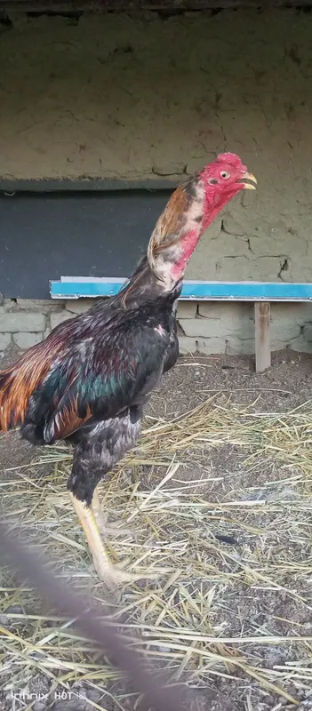 Tuxumlari sotiladi 3
