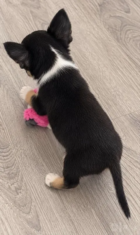 Chihuahua kuchukchasi sotiladi 2 Chihuahua kuchukchasi sotiladi 2
