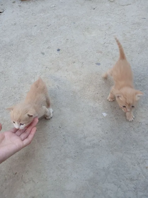 Котята милые маленькие 2 Котята милые маленькие 2