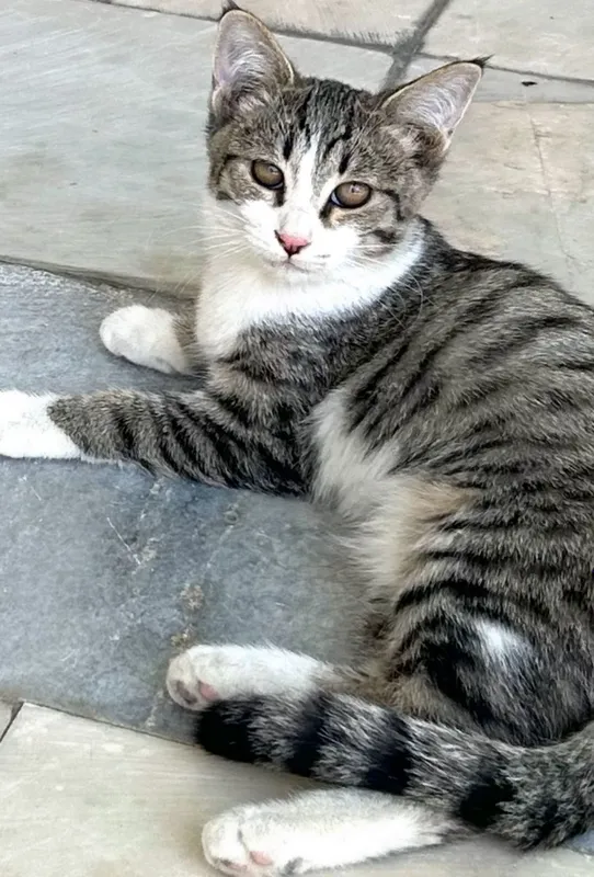 Котята В Бухаре.