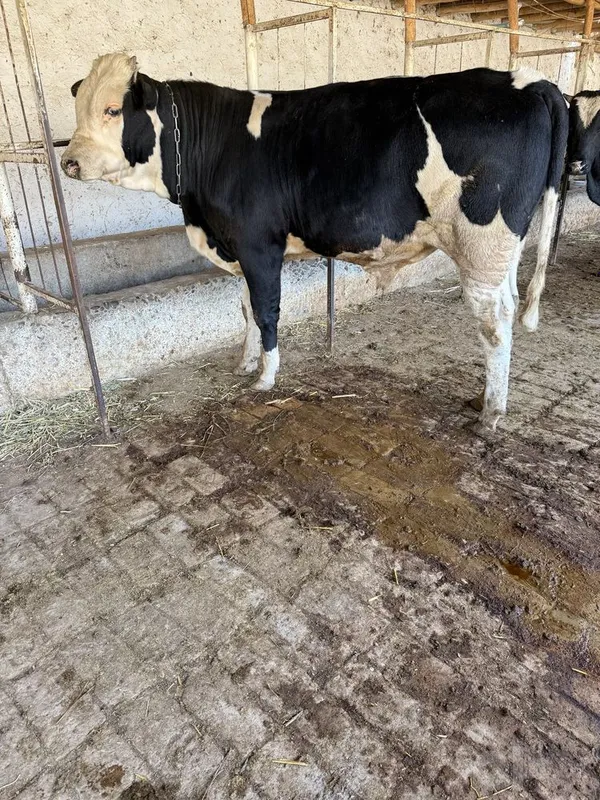 Buqa 9 oylik gibrit semintalga rasiya buyi 125+ vazni 400 kg 2 Buqa 9 oylik gibrit semintalga rasiya buyi 125+ vazni 400 kg 2