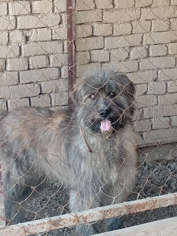 Qo'riqchi it tekinga beriladi
