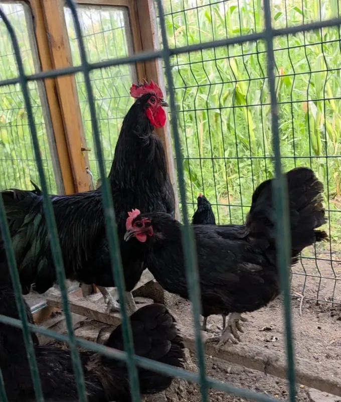 Avstralops Rumin jo'ja | Toza qon | Vaksinalangan 1