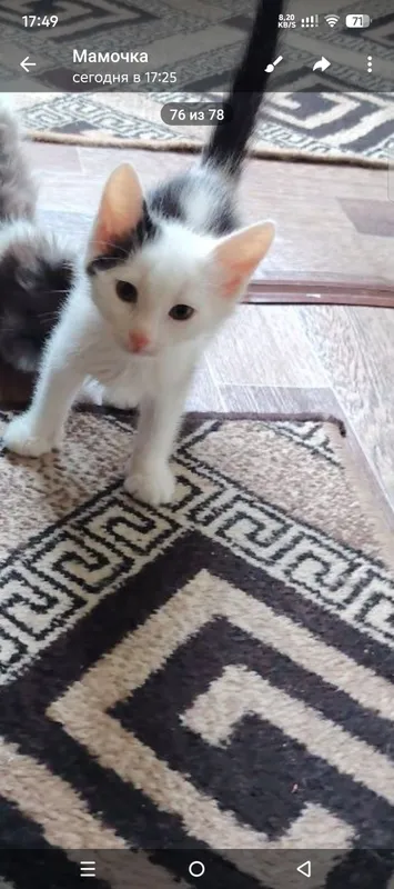 В добрые руки котята В добрые руки котята