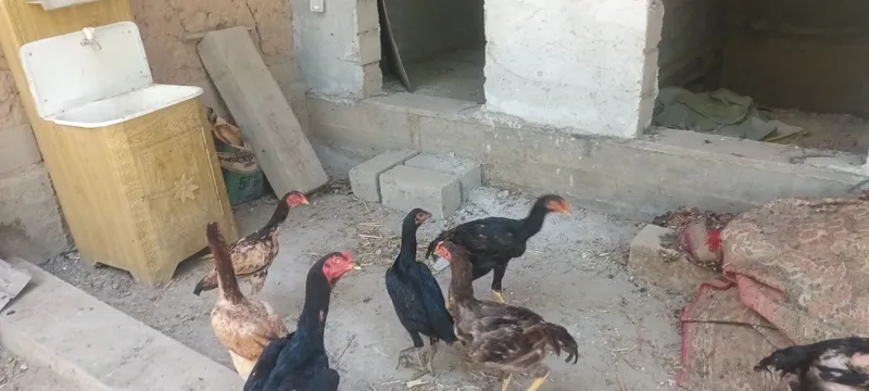 dakan jojalar sotiladi 1