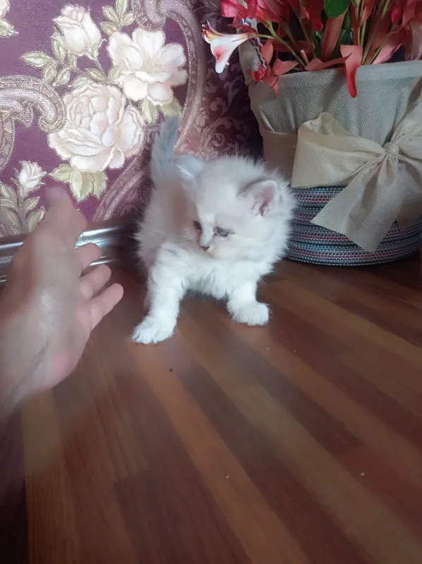 Продам породистых котят Мама:скотиф фолд Папа шотландский скотиш Страй — фото 6