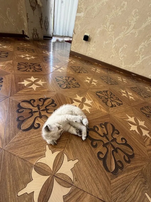 Продам Кошки Scotish 1 oylik sog’lom — фото 1