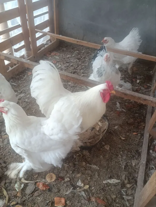 Birama tovuq xorozlari 3 Birama tovuq xorozlari 3