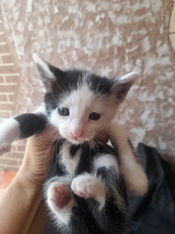 Котята отдам даром — фото 2