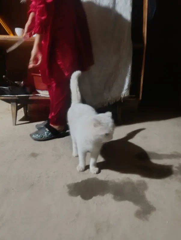 Скотиш Фольд — фото 1