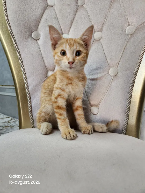 Котёнок отдаётся в добрые руки 2 Котёнок отдаётся в добрые руки 2
