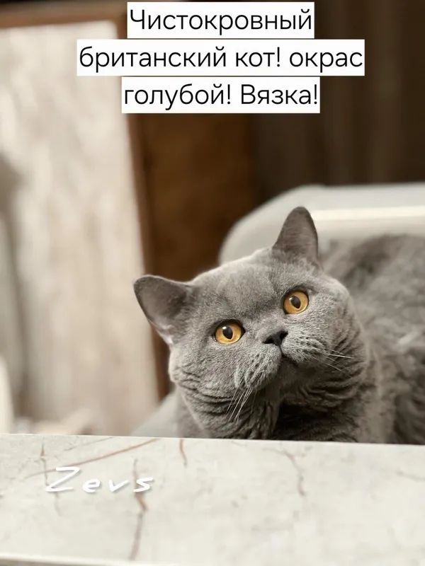 Вязка! Чистокровный британский кот, shorthair. — фото 4