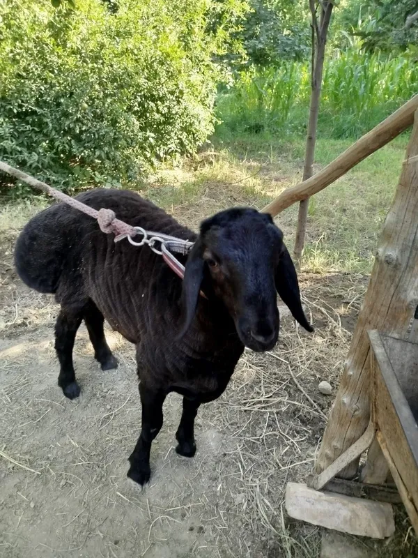 Qochqor bara sotiladi 4