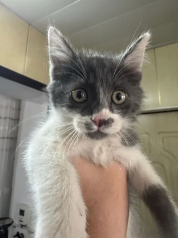 Отдам котенка мальчик 1 Отдам котенка мальчик 1