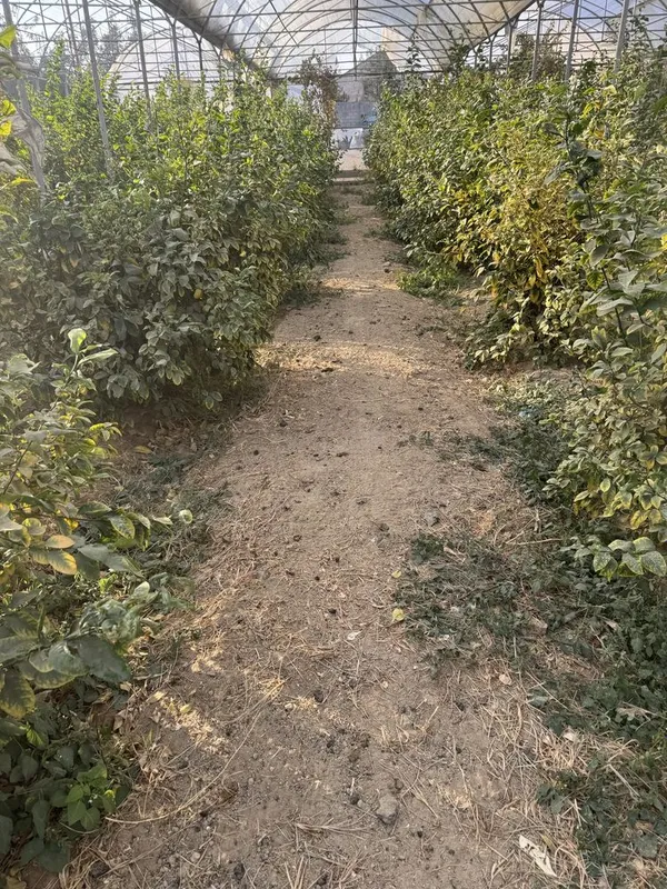 Lemon kochatlar bor 6 7 yilllik Limon hosilga kirgan — фото 3