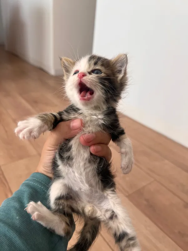 Маленькие котята — фото 2