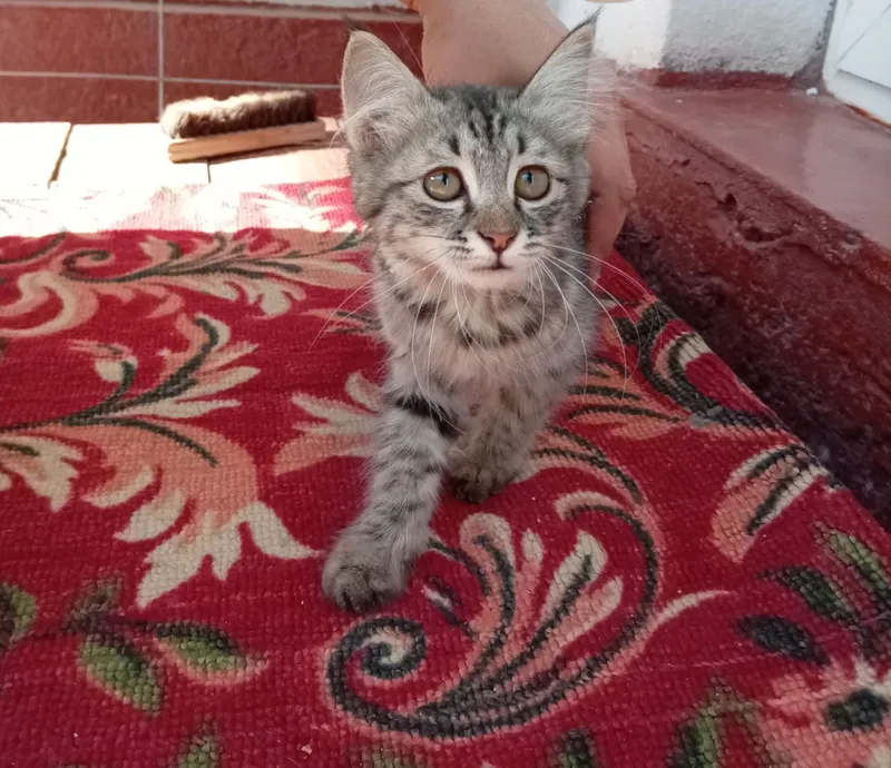 Mushukcha bor yoqimtoygina 2 Mushukcha bor yoqimtoygina 2