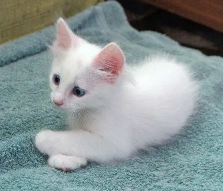 Продаются котята! — фото 4