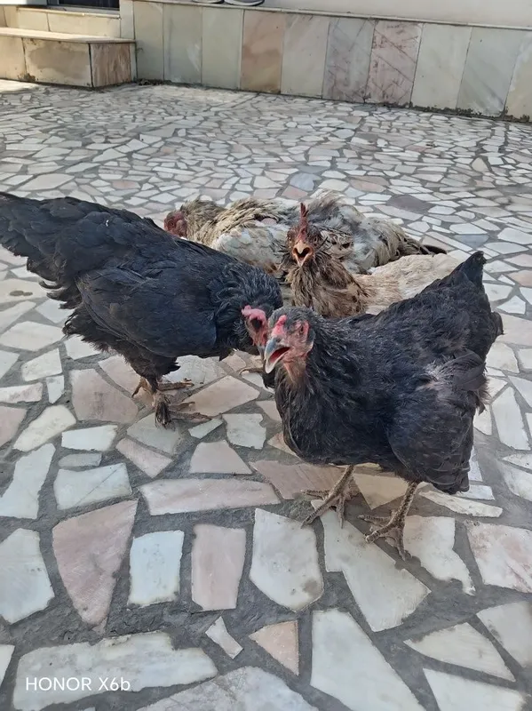 Tovuqlar sotiladi Tovuqlar sotiladi