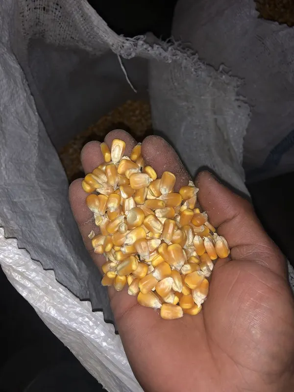 Makkajoʻxori doni sotiladi