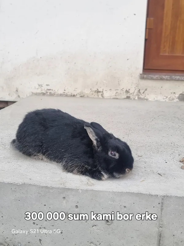 Hammasi parodali