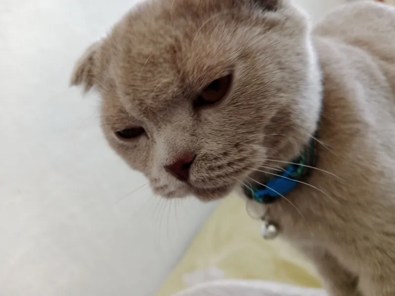 Скоттиш-фолд 2 Скоттиш-фолд 2
