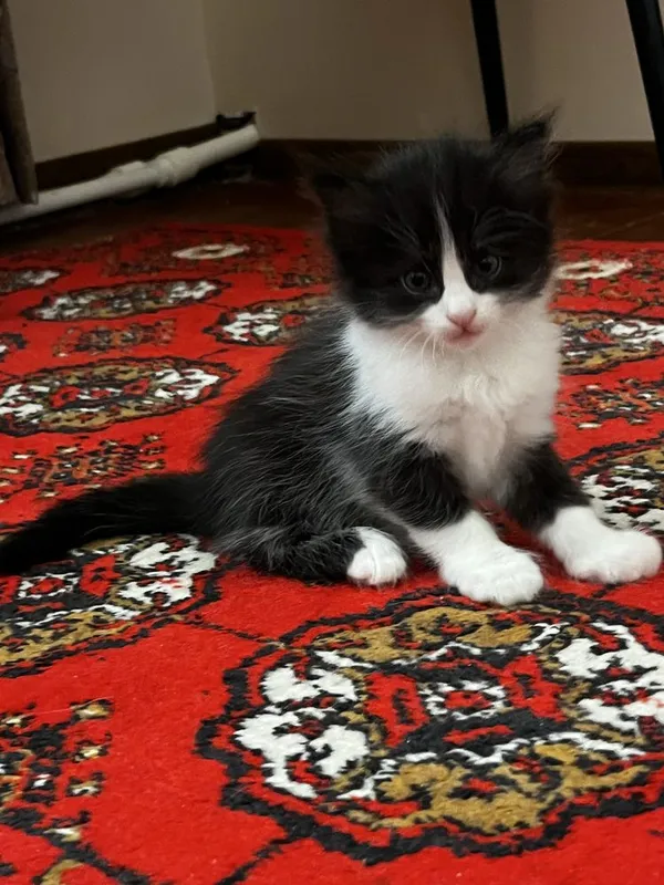 Веселые котята, в лоток приучены 1