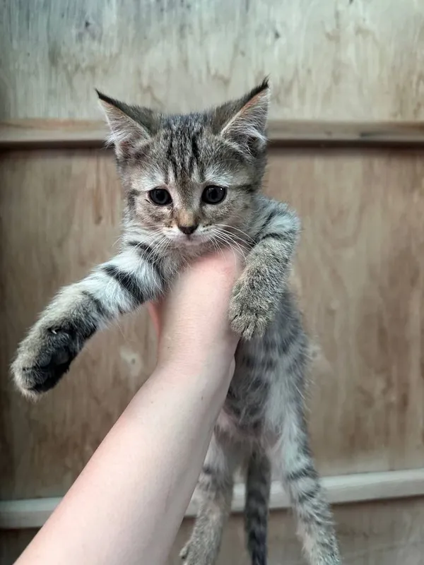 Отдам в хорошие руки 2