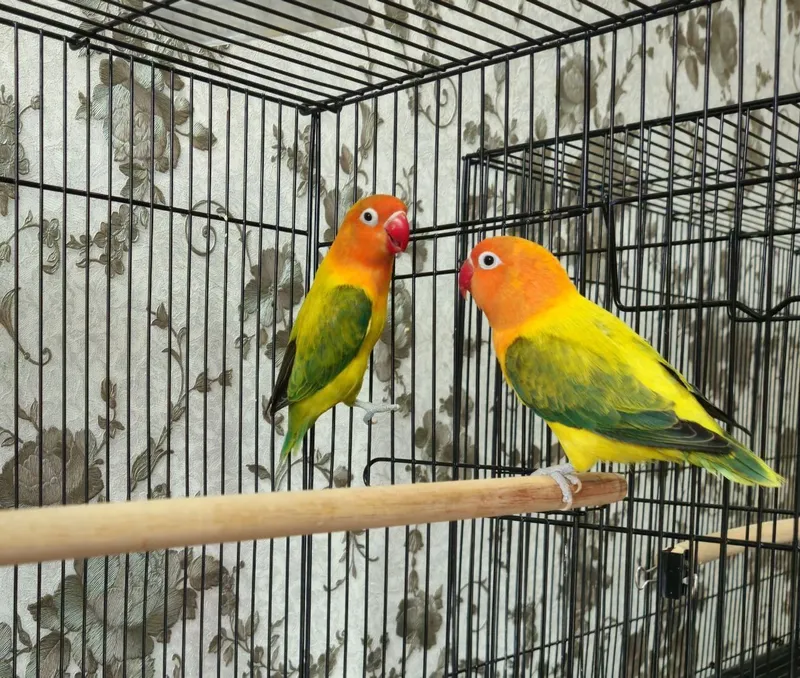 Nerazluchka Green Euwing Opaline Sotiladi