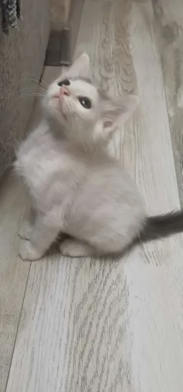 Котята бесплатно — фото 2