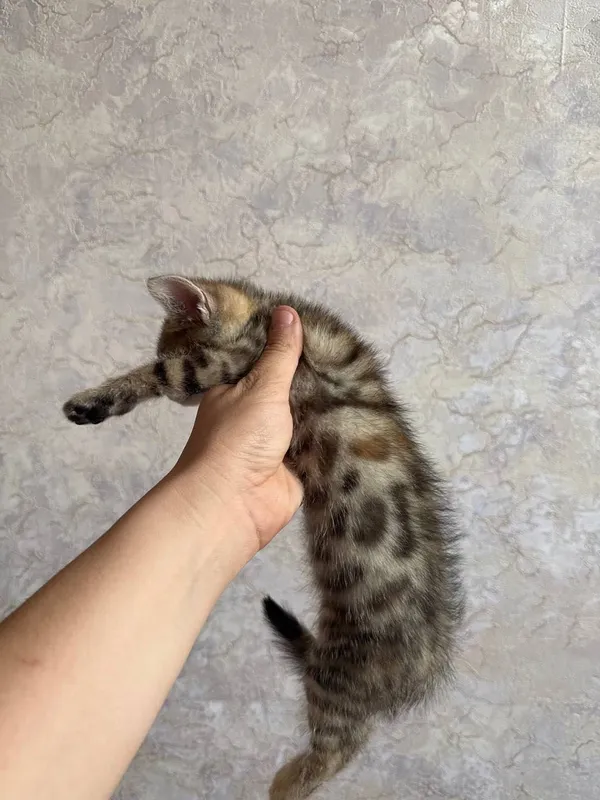 Бенгальский котенок мальчик и девушка — фото 1