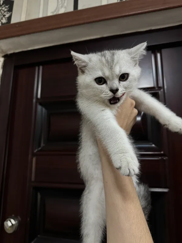 Mushukcha sotiladi: British Shorthair O’g’il bola