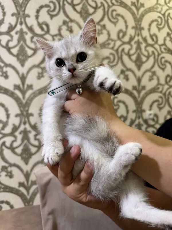 Kumush rangli chinchilla 2