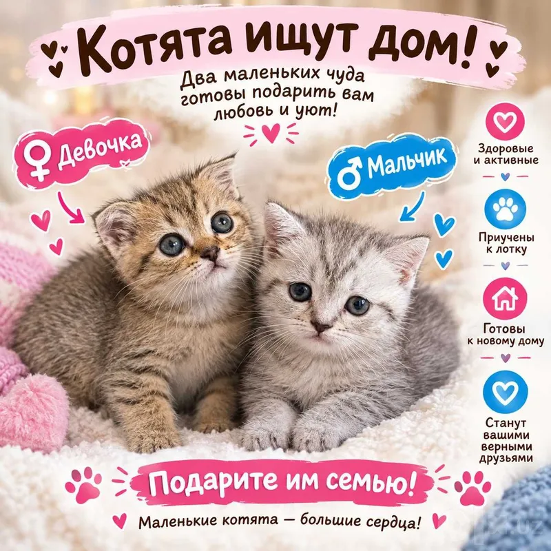 Срочно Продаётся шотландская вислоухая (скоттиш-фолд) 4 Срочно Продаётся шотландская вислоухая (скоттиш-фолд) 4