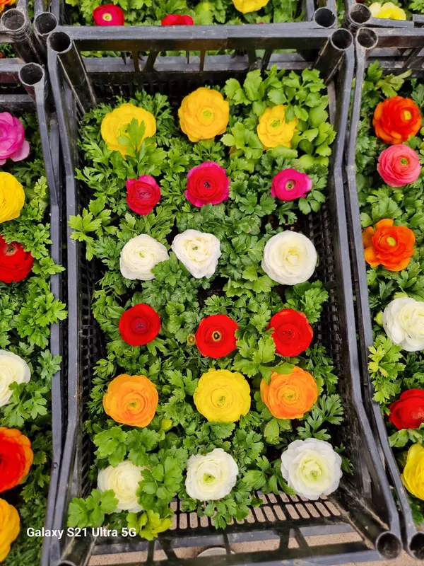 Ranunculus Lutik 6 Ranunculus Lutik 6