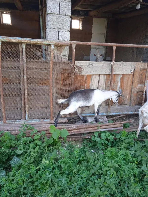 Zanin bolalari 4ta bir joyda 6mln narhni kelishamz 2ta urgʻoch 2ta erk — фото 2