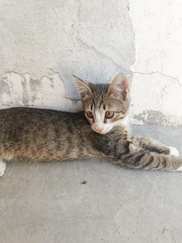 Отдам бесплатно домашнего котёнка, аккуратного. 2