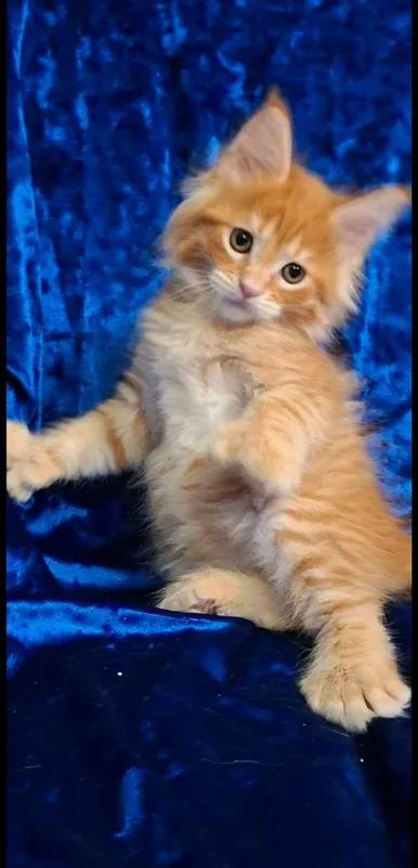 котята породы Мейн-кун — фото 1