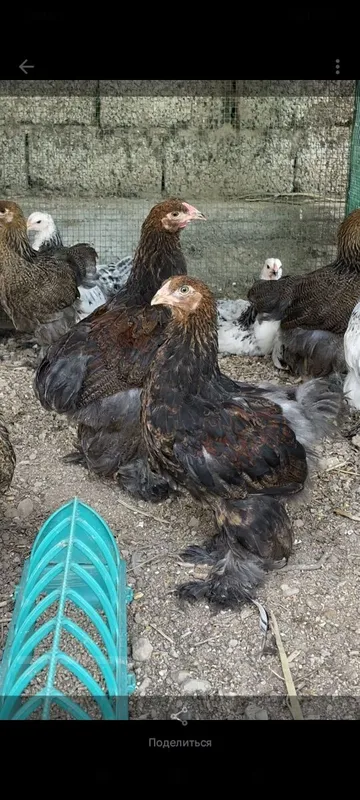 Brama Jo'jalari sotiladi 2 oyli 3 Brama Jo'jalari sotiladi 2 oyli 3