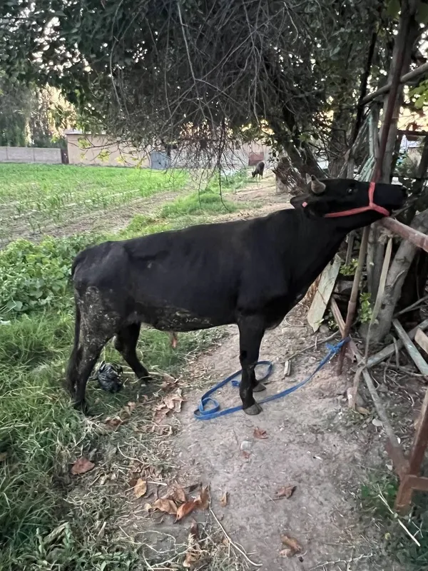 Buqachalar sotiladi soni 2 ta 1