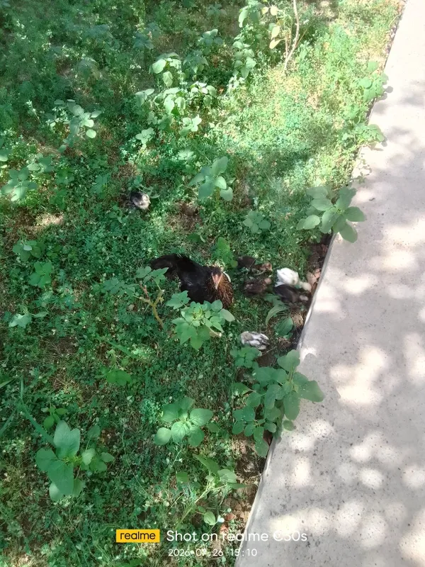 Японча товук 8 та боласи билан сотилади 3
