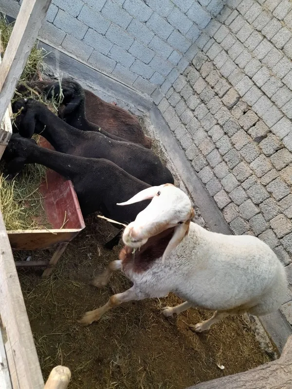 Ona bola qoʻy va qoʻchqor sotiladi 3 Ona bola qoʻy va qoʻchqor sotiladi 3