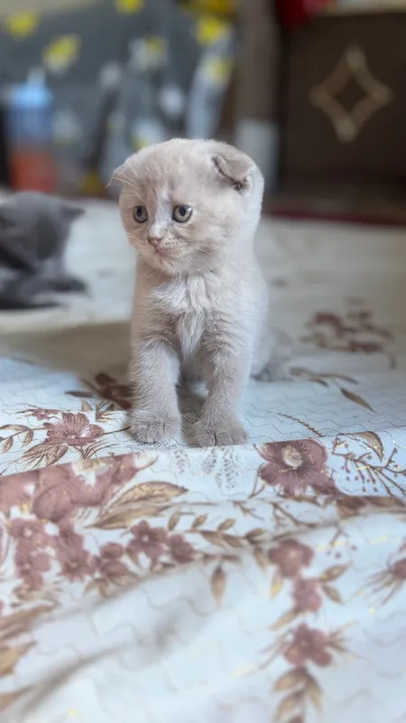 Котята породы скоттиш-фолд 2 Котята породы скоттиш-фолд 2