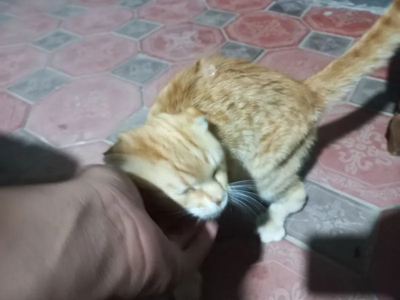 Scottish Fold Shotlandiya sallaquloq mushugi Mushuk) 3 Scottish Fold Shotlandiya sallaquloq mushugi Mushuk) 3
